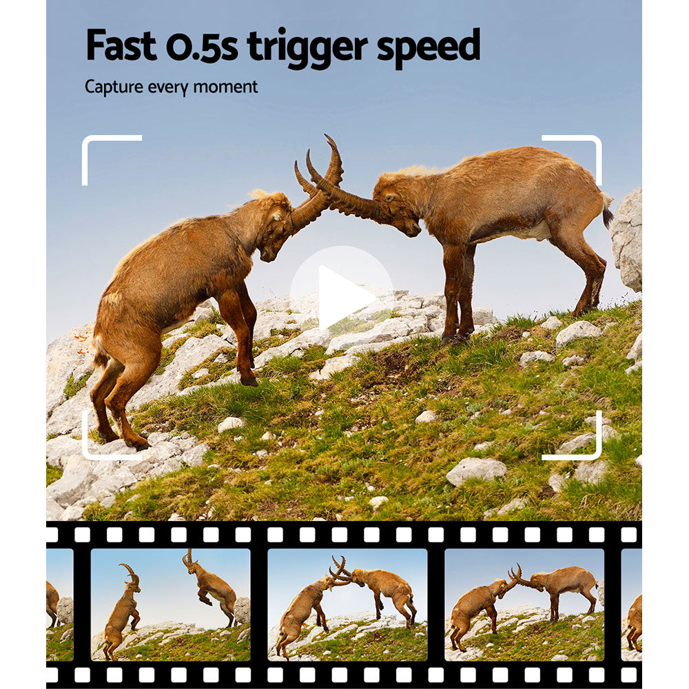 Two mountain goats facing each other on a rocky hillside with text about trigger speed.