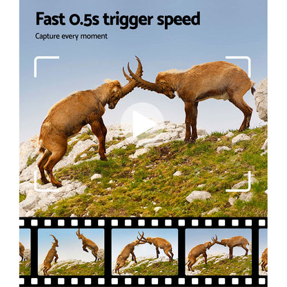 Two mountain goats facing each other on a rocky hillside with text about trigger speed.